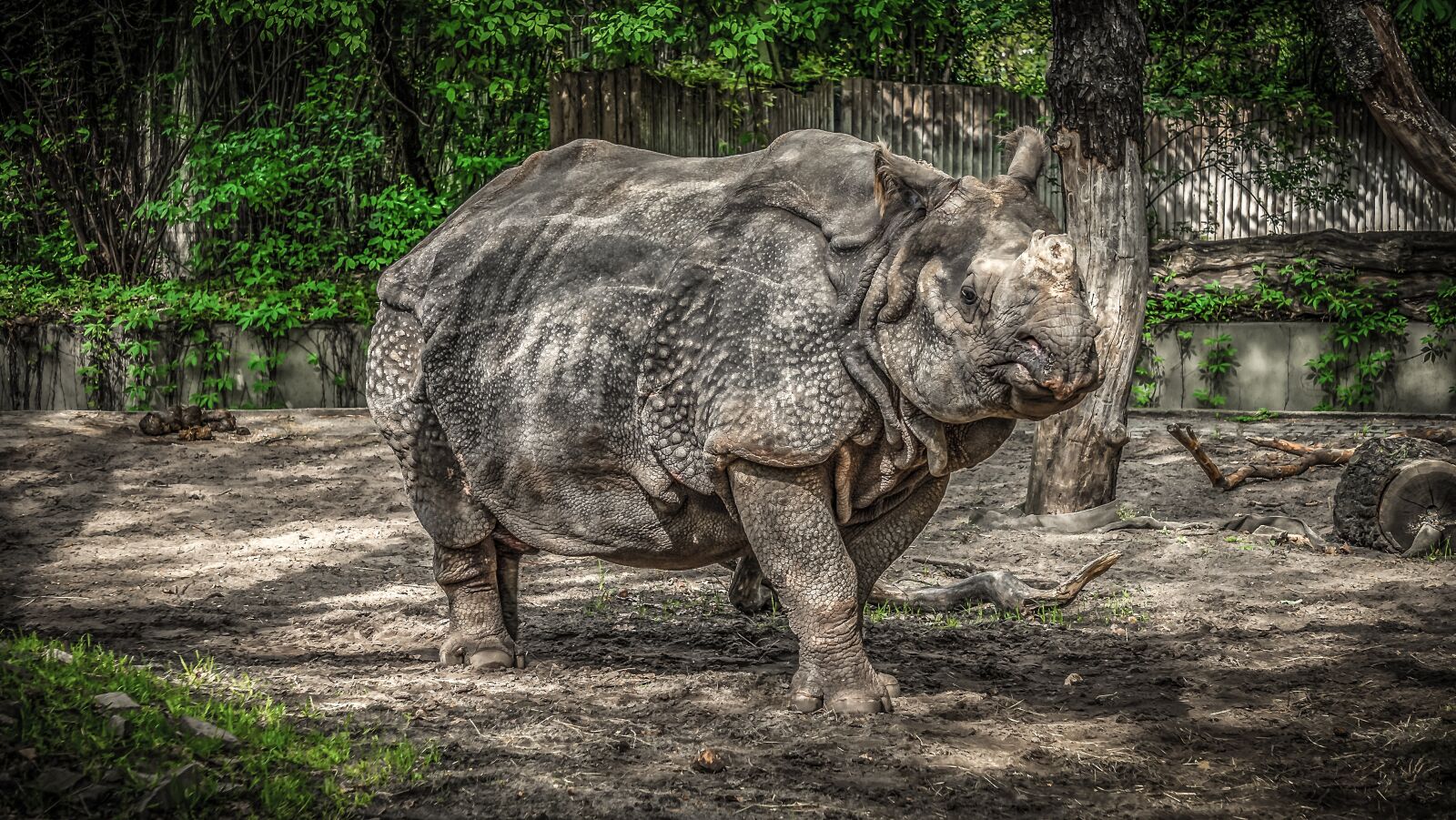 Sony E 55-210mm F4.5-6.3 OSS sample photo. Rhino, panzer, pachyderm photography
