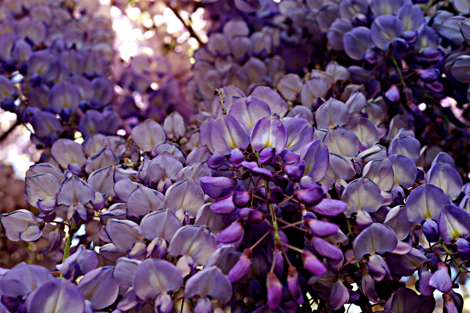 Sony Cyber-shot DSC-RX1R sample photo. Wisteria, floral, spring photography