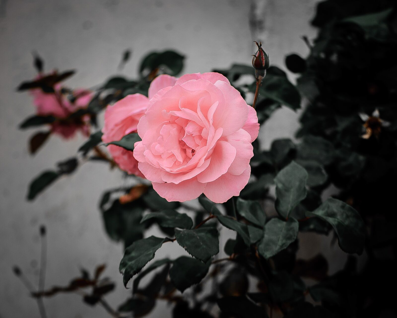 Nikon D3000 sample photo. Flower, rose, nature photography
