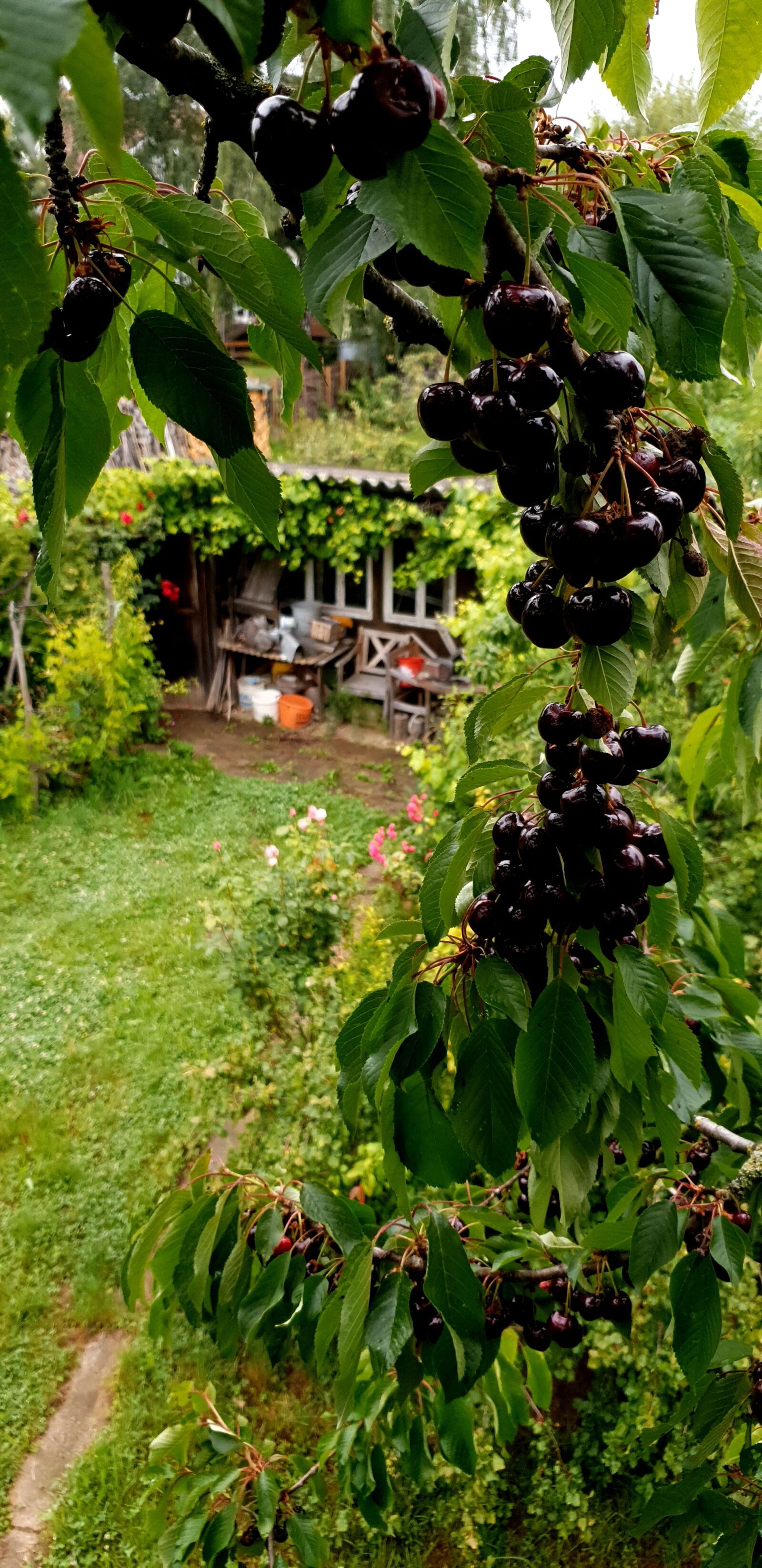 Samsung Galaxy S9 sample photo. Cherries, cherry harvest, fruit photography