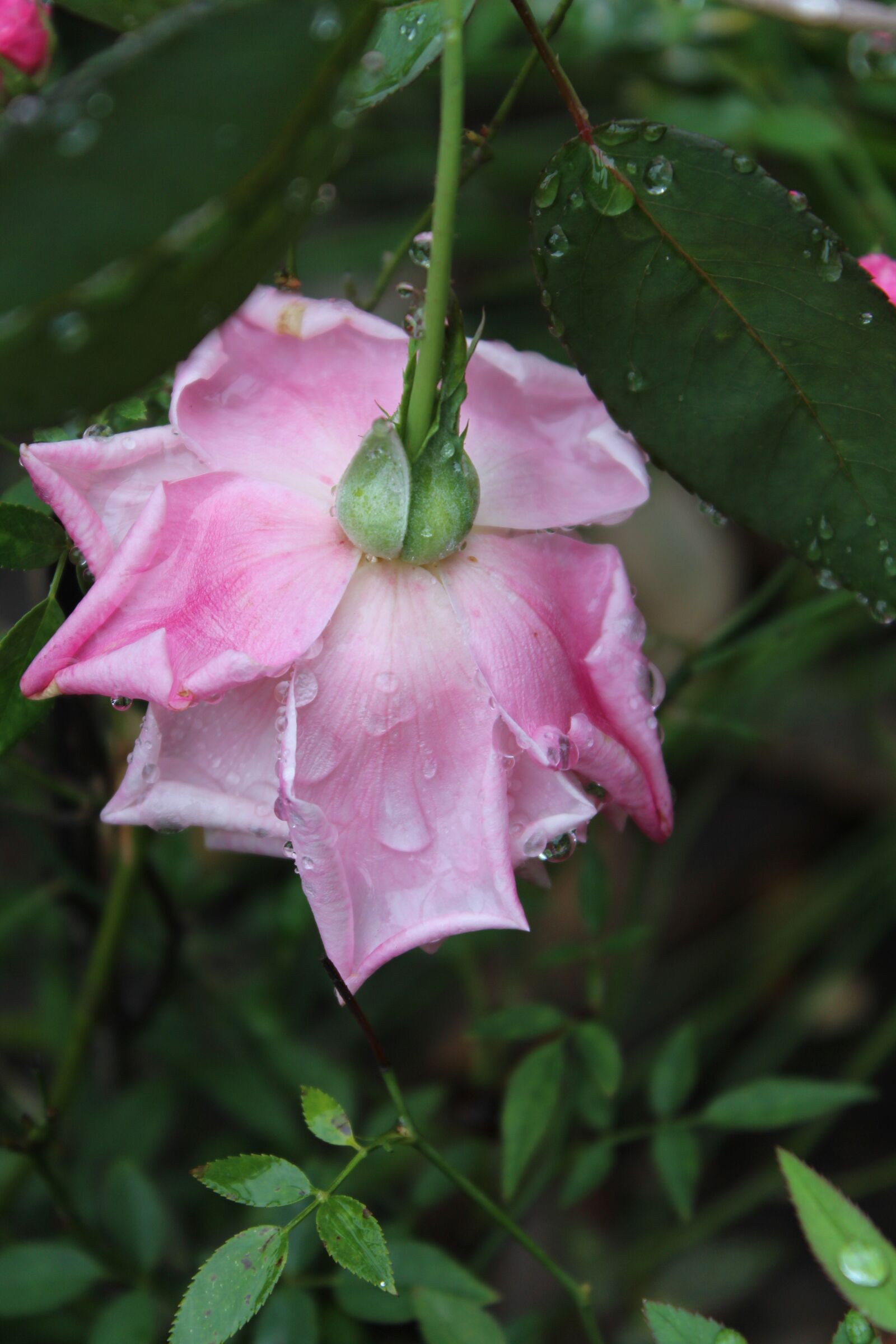 Canon EOS 650D (EOS Rebel T4i / EOS Kiss X6i) sample photo. Rose, outdoor, nature photography