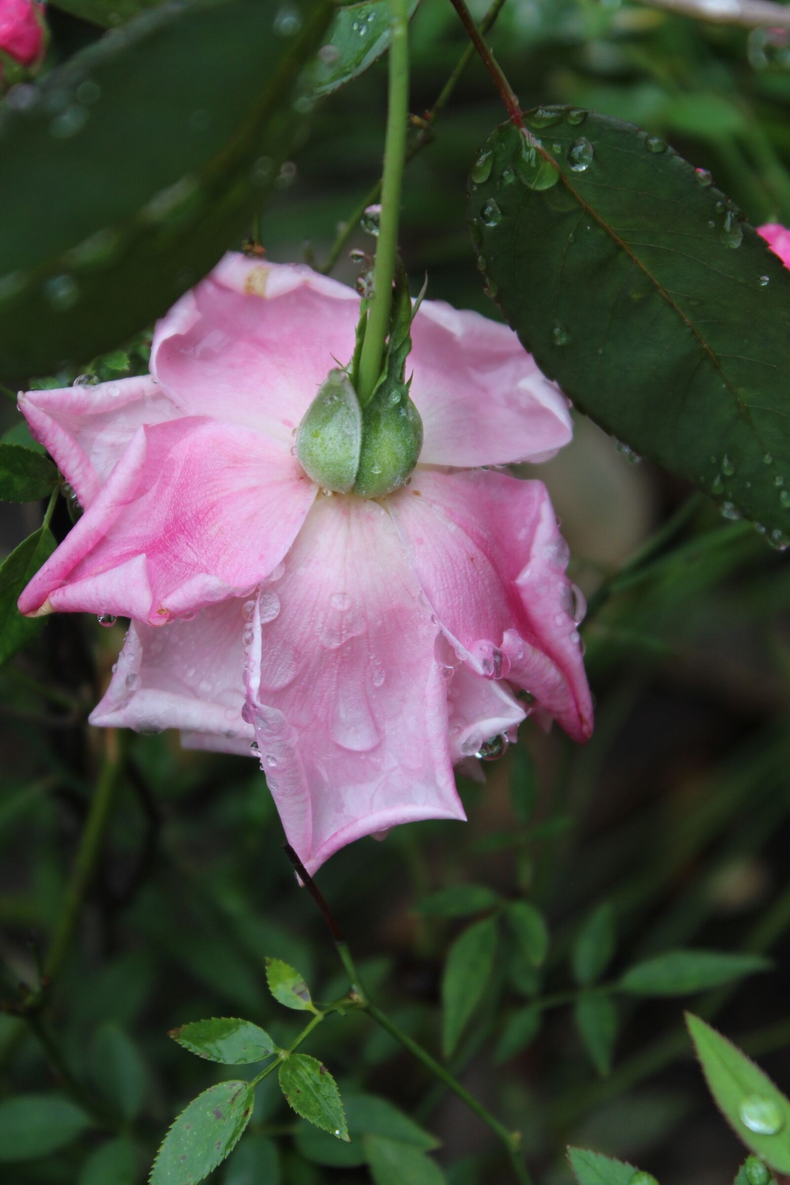 Canon EOS 650D (EOS Rebel T4i / EOS Kiss X6i) + Canon EF-S 18-55mm F3.5-5.6 IS II sample photo. Rose, outdoor, nature photography