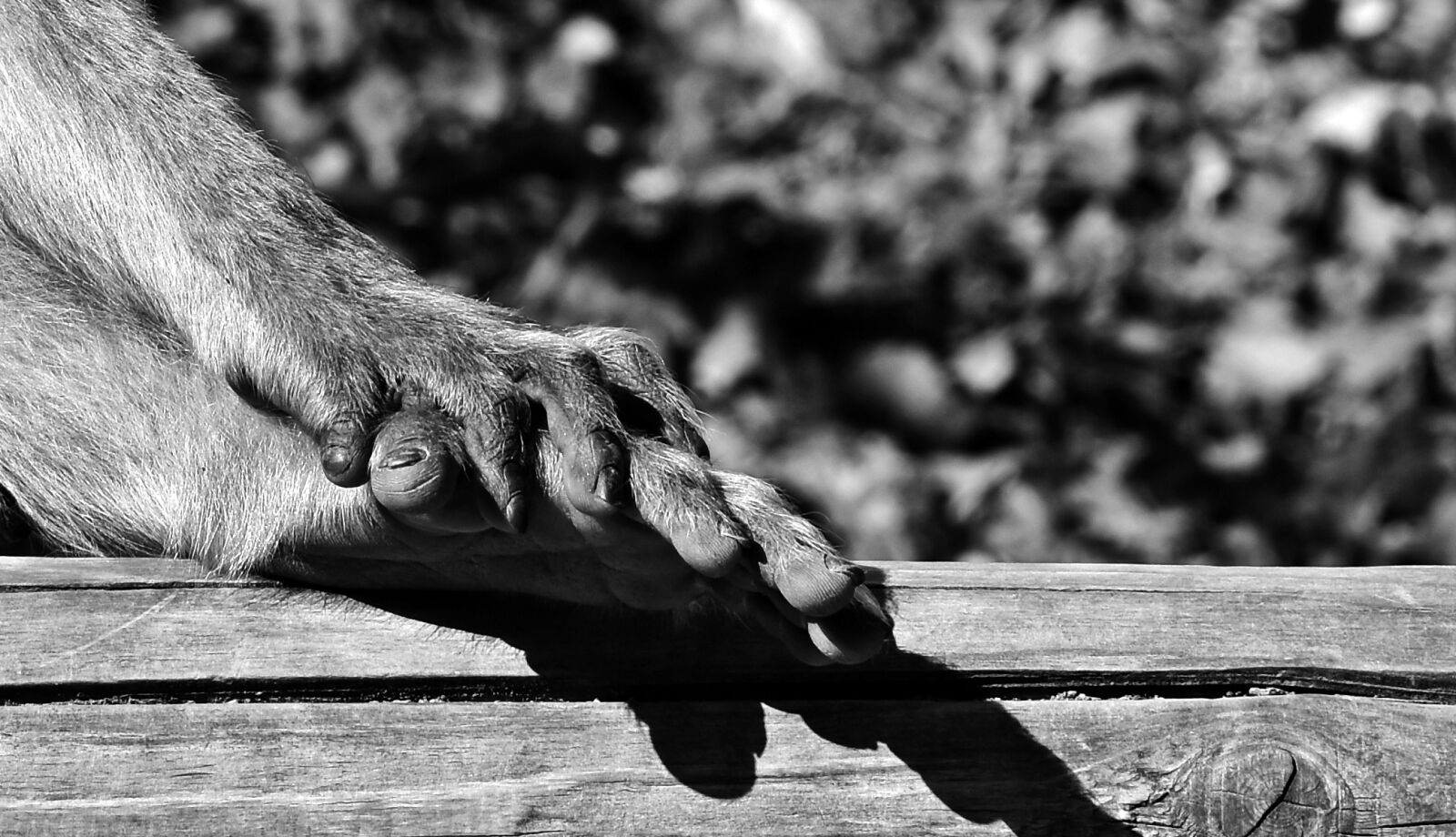 Nikon D7200 sample photo. Barbary ape, foot, hand photography