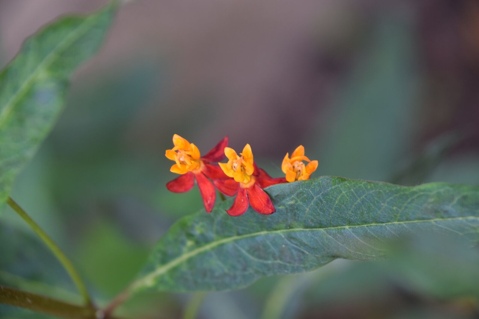 Nikon D3300 sample photo. Colorful trio, flowers, red photography