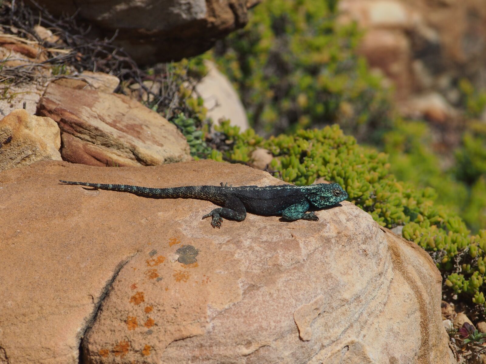 Olympus PEN E-P3 sample photo. Lizard, animal, south africa photography