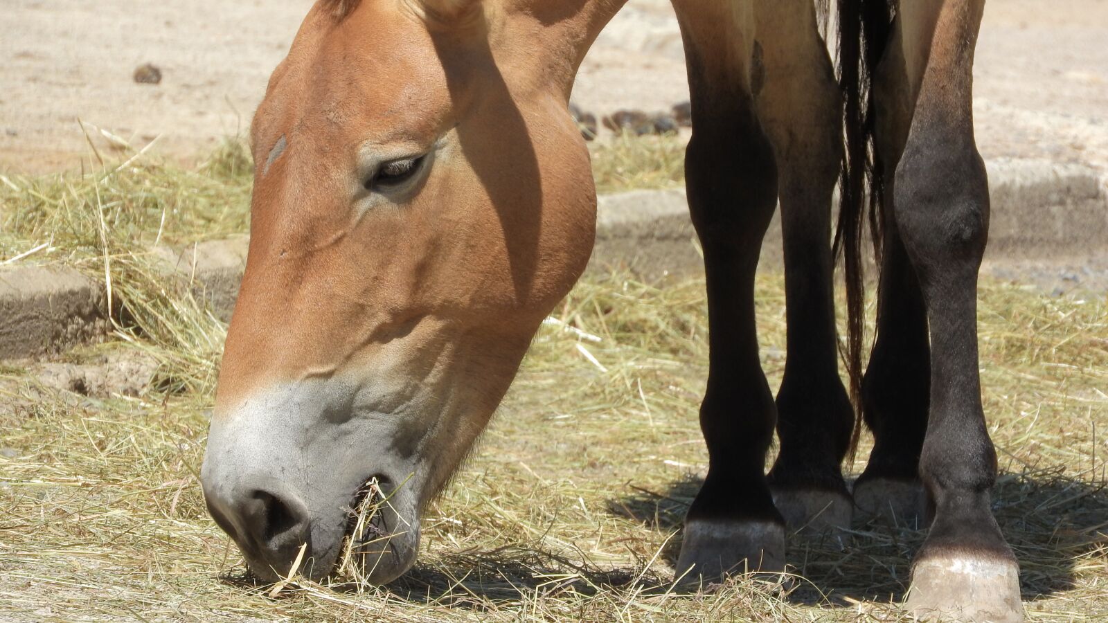 Nikon Coolpix P610 sample photo. Przewalski's horse, equus przewalskii photography