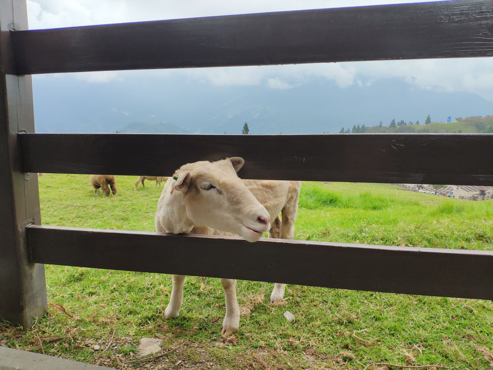 Xiaomi MI 8 sample photo. The scenery, animal, ranch photography