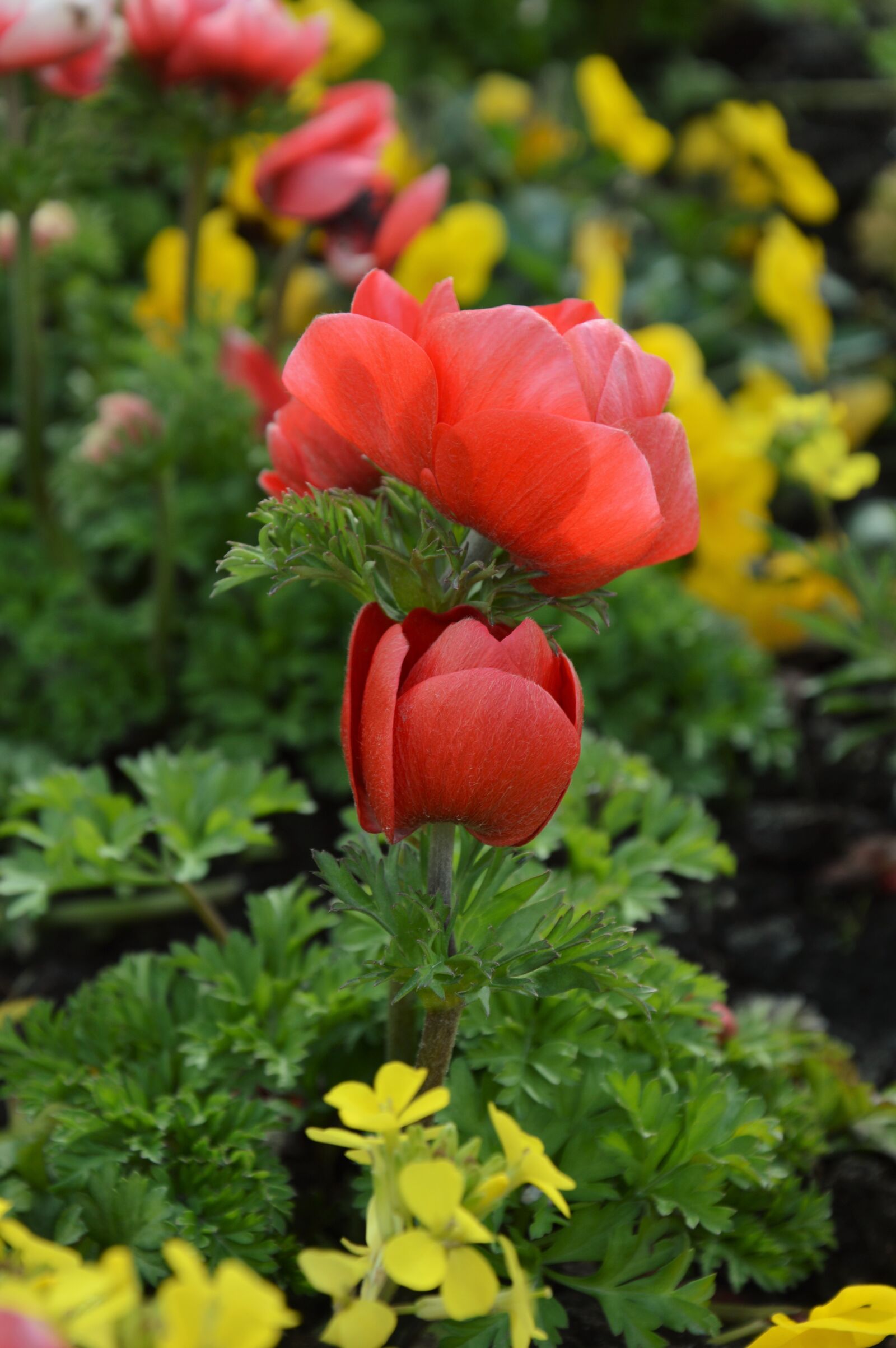 Nikon D3200 sample photo. Flowers, flower meadow, spring photography