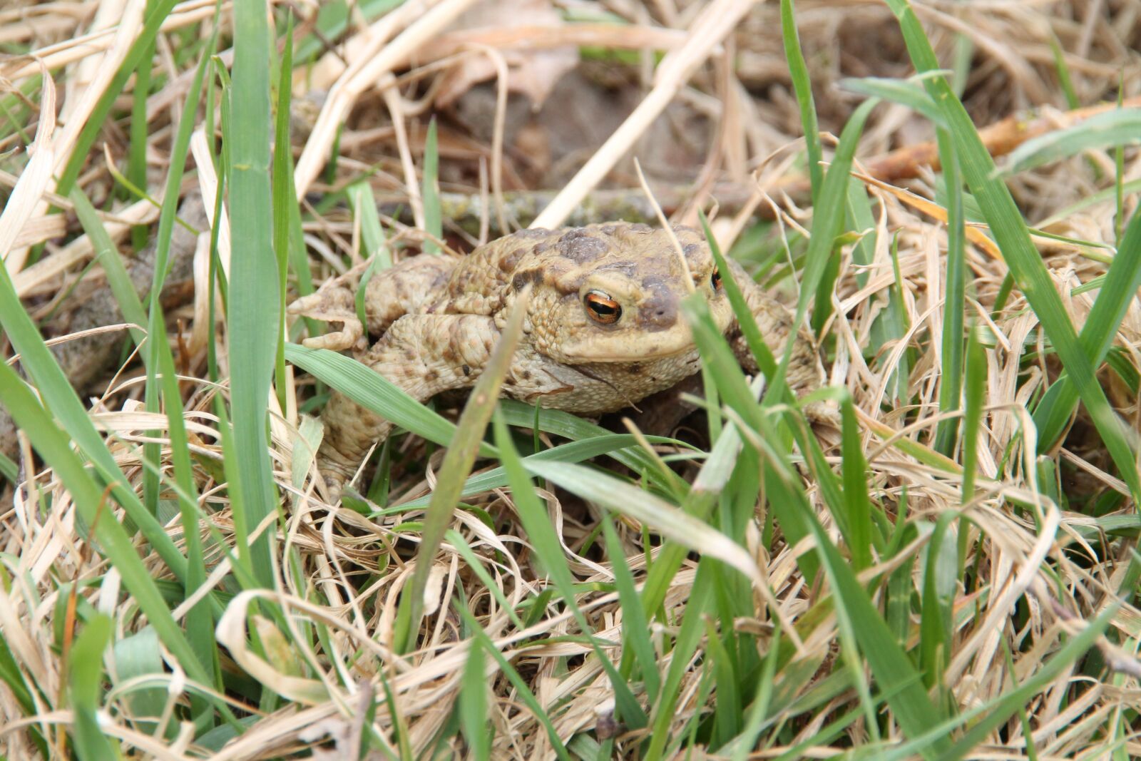 Canon EOS 1100D (EOS Rebel T3 / EOS Kiss X50) sample photo. Toad, grass, amphibians photography