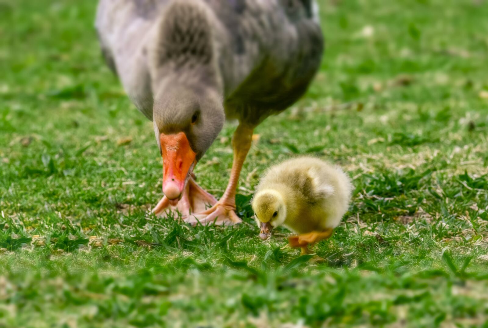 Nikon D7200 sample photo. Goose, ducks, spring photography