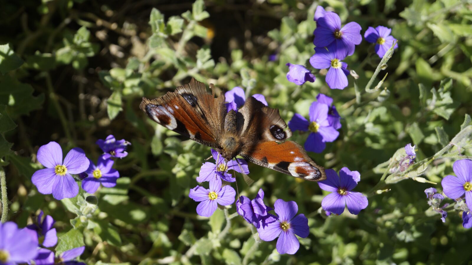 Sony DT 18-55mm F3.5-5.6 SAM II sample photo. Butterfly, close up, insect photography