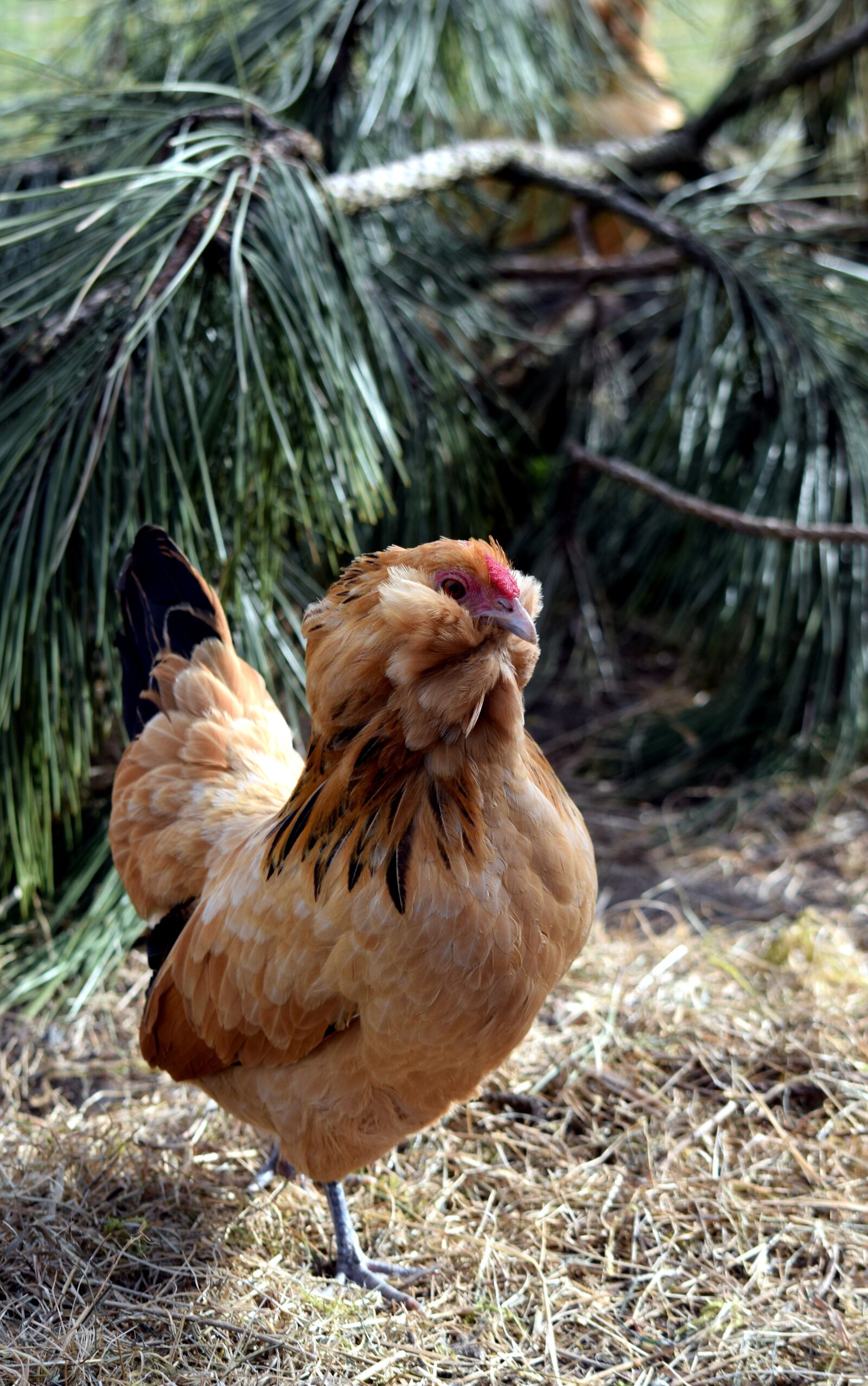 Nikon D5300 sample photo. Chicken, bantam, poultry photography
