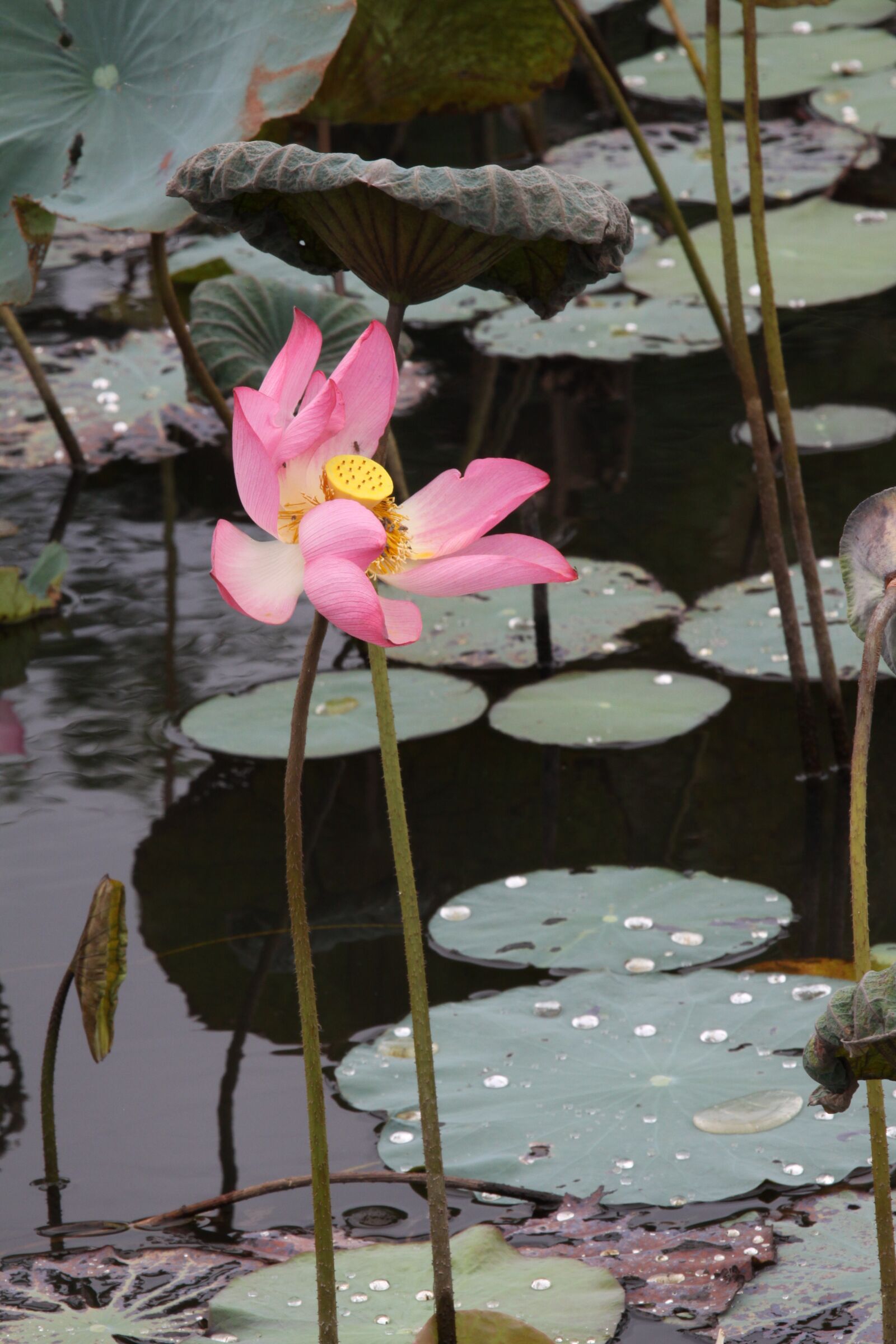 Canon EOS 50D sample photo. English lotus, pink, lotus photography