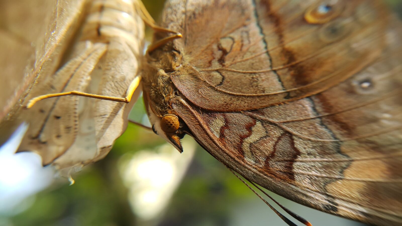 Samsung Galaxy Note4 sample photo. Nature, insect, animal photography