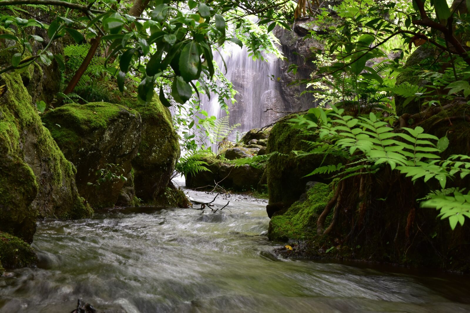 Nikon D7200 sample photo. Natural, landscape, forest photography