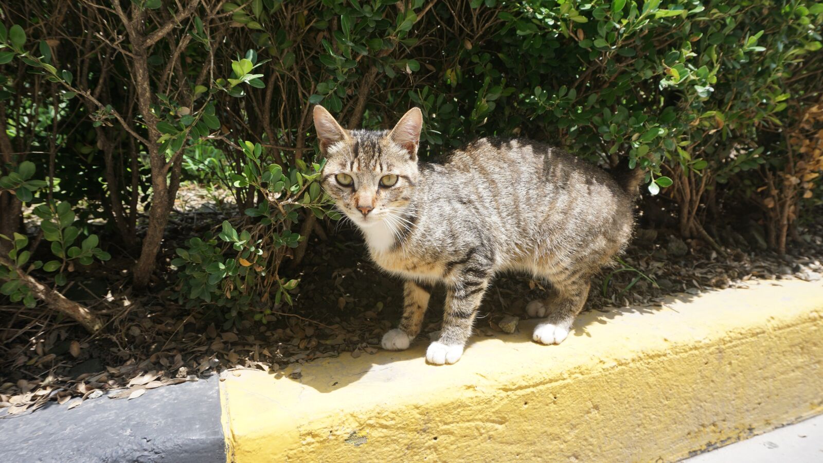 Sony a6000 sample photo. Kitty, cat, pets photography