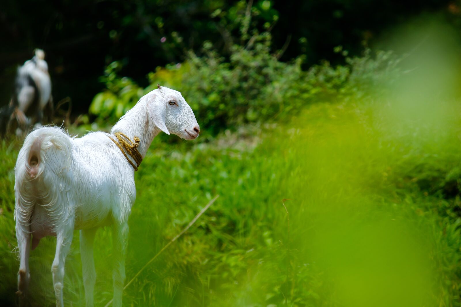Canon EOS 700D (EOS Rebel T5i / EOS Kiss X7i) sample photo. Nature, grass, animal photography