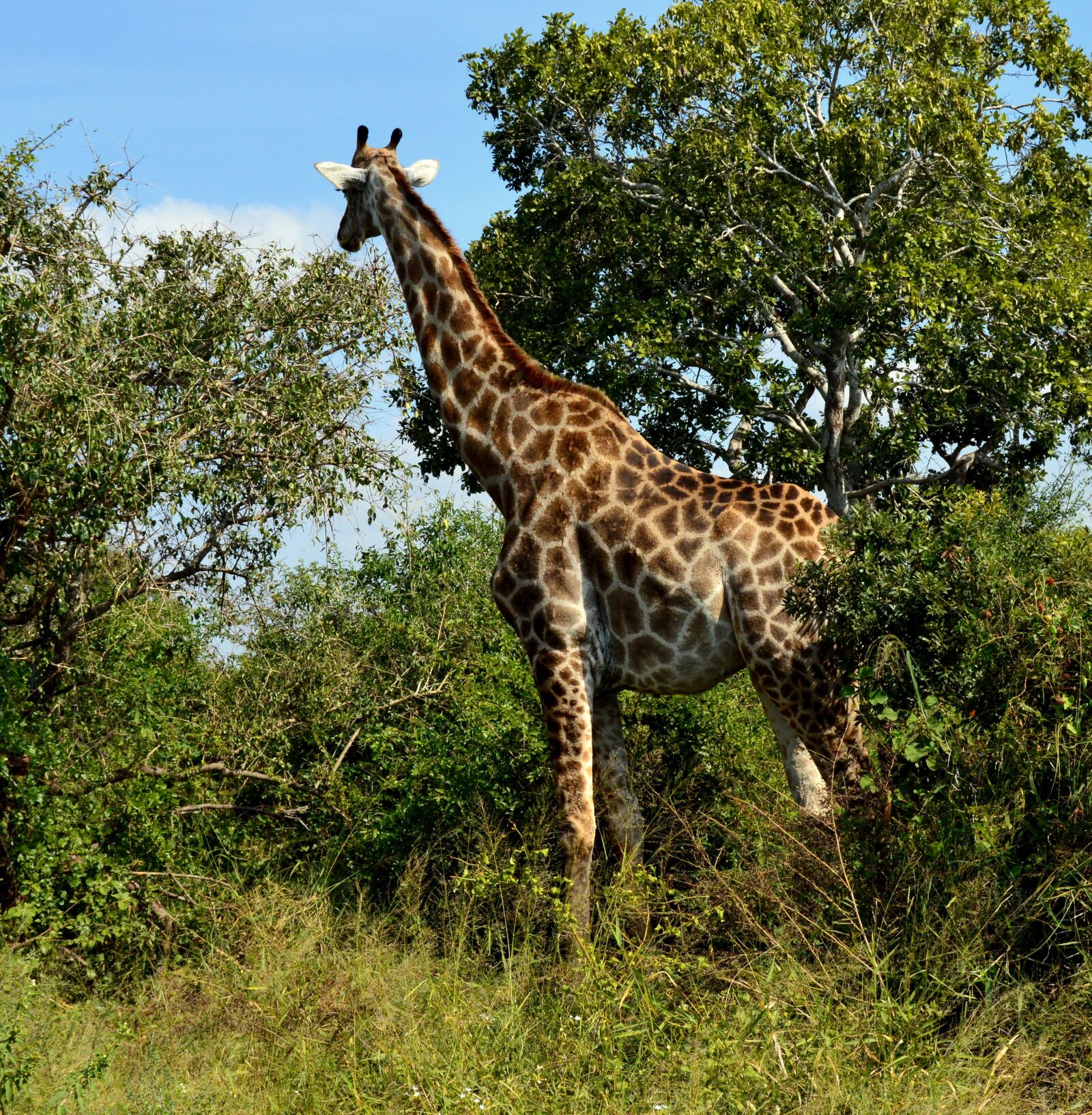 Nikon D3200 sample photo. Giraffe, wildlife, tallest photography
