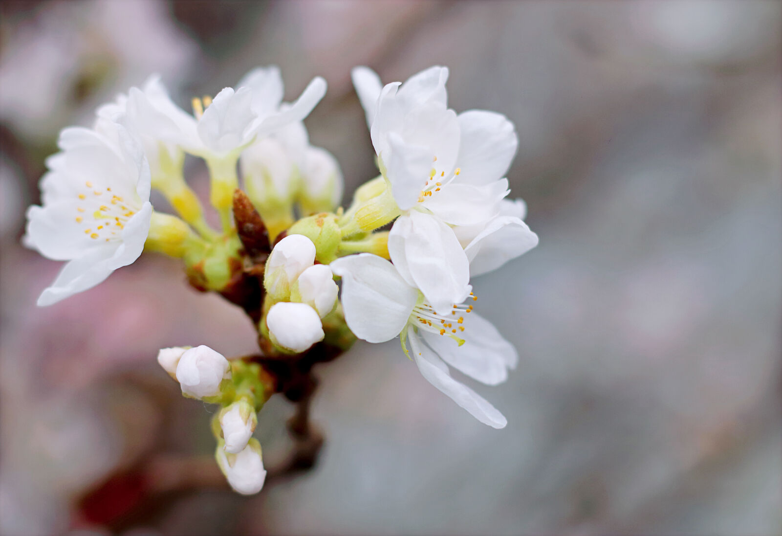 Canon EOS 70D + Canon EF 50mm F1.8 STM sample photo. White, cherry, blossoms, in photography