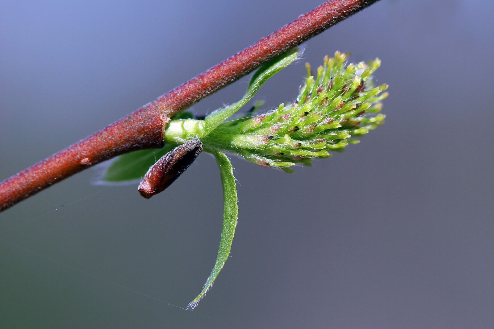 Canon EOS 20D sample photo. The nature of the photography