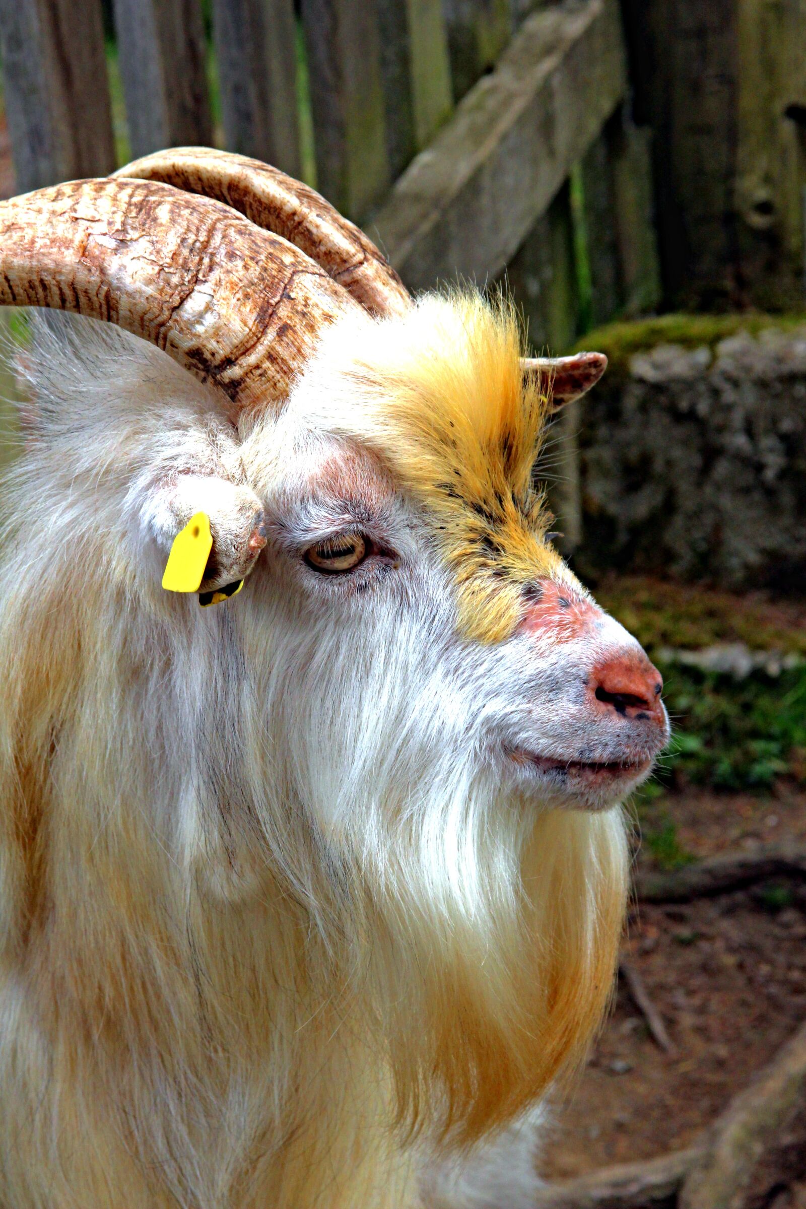 Canon EOS 650D (EOS Rebel T4i / EOS Kiss X6i) sample photo. Goat, animal, portrait photography