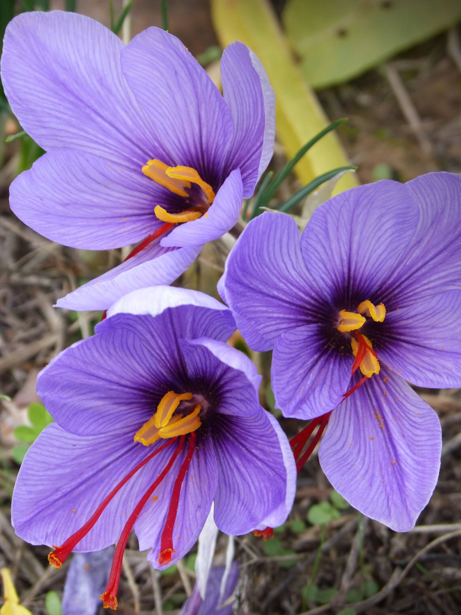 Panasonic DMC-FZ62 sample photo. Saffron, crocus flower, flowers photography