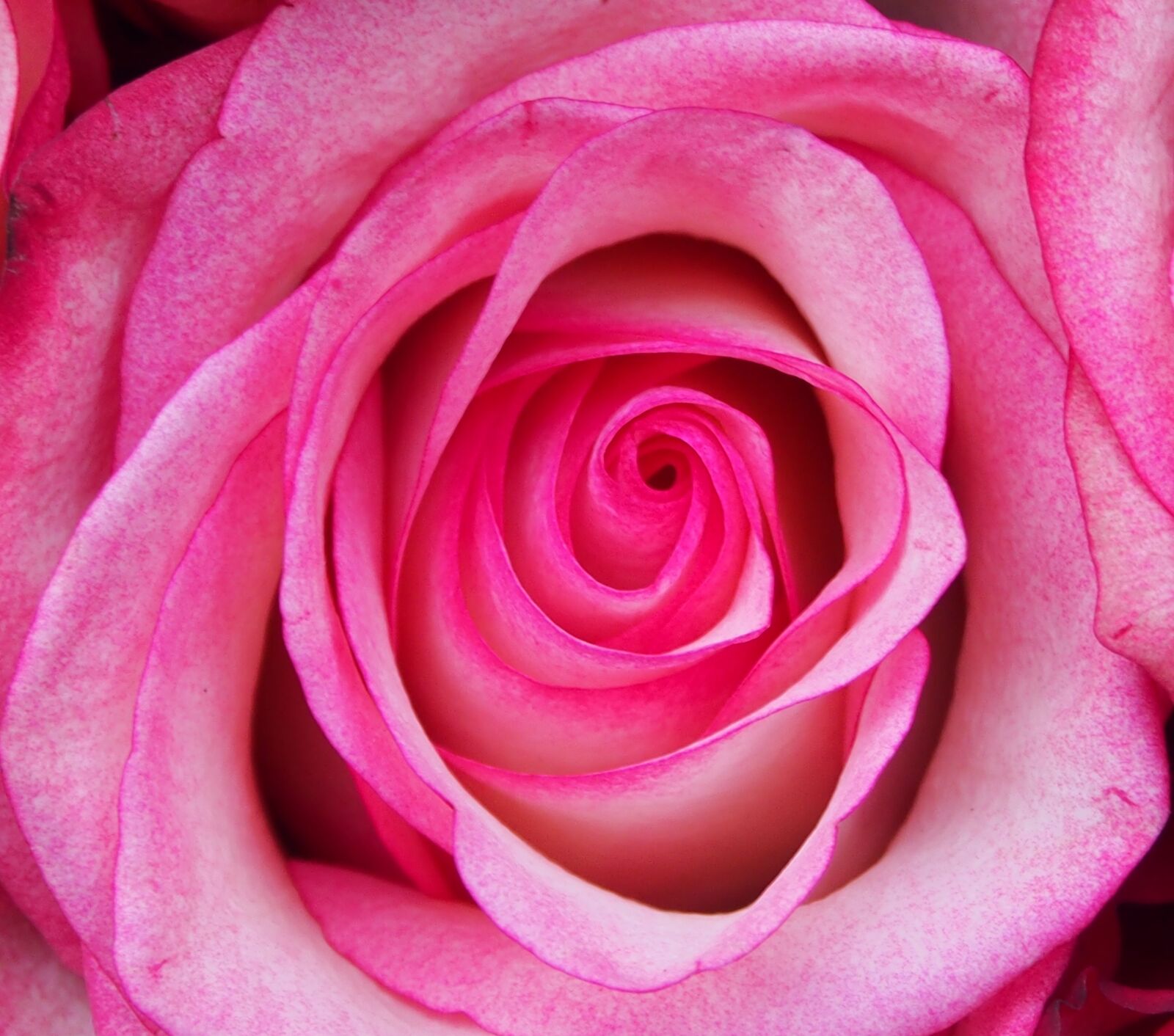 Olympus OM-D E-M5 sample photo. Rose, affection, flowers photography