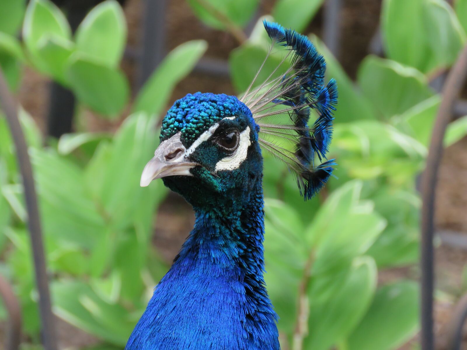 Canon PowerShot SX60 HS sample photo. Peacock, peafowl, bird photography