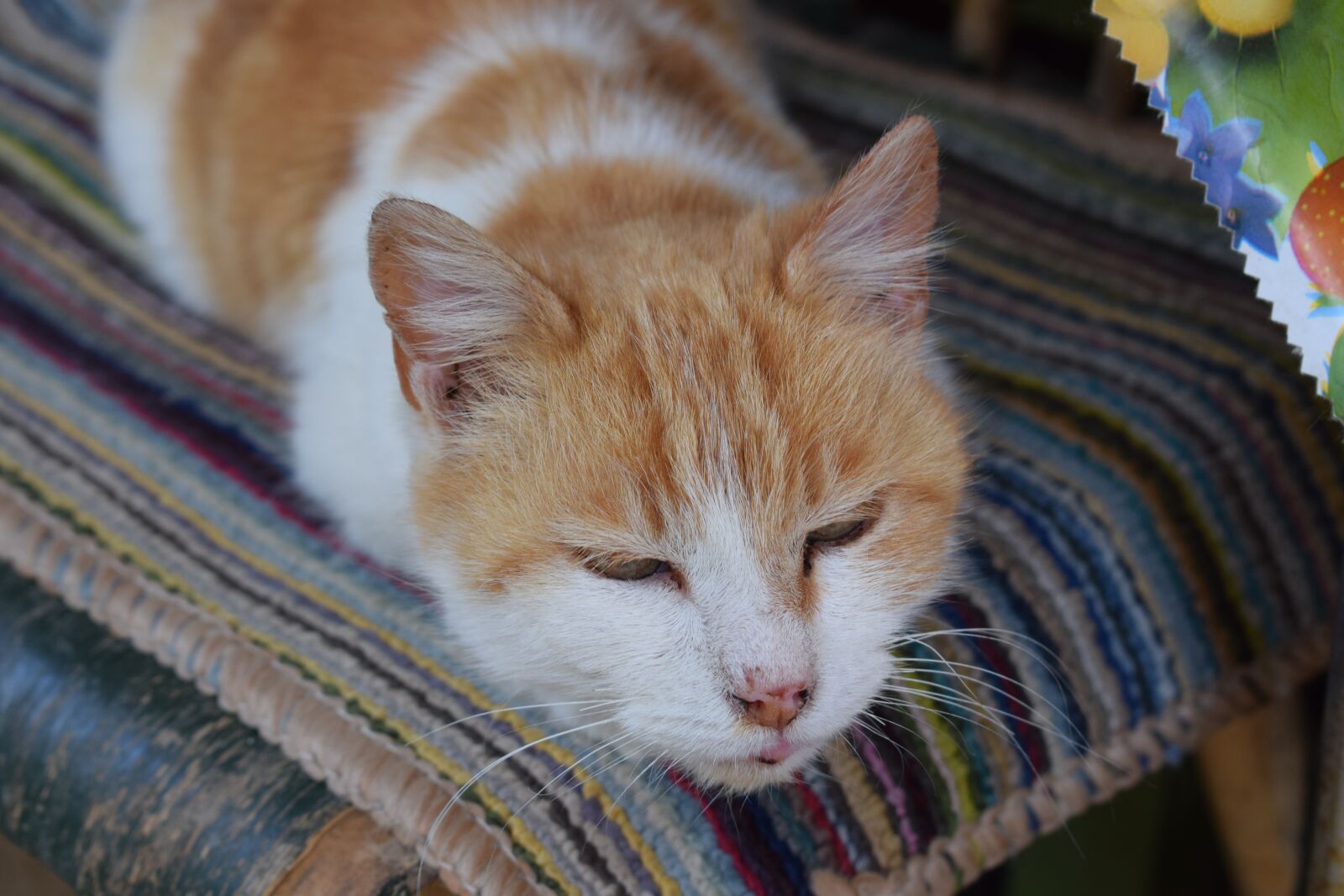 Nikon D3300 sample photo. Cat, lovely, orange photography