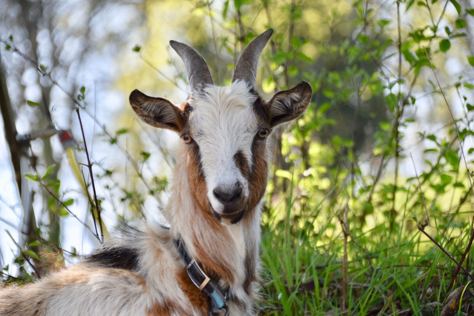 Nikon D5600 sample photo. Goat, goat horns, ruminants photography