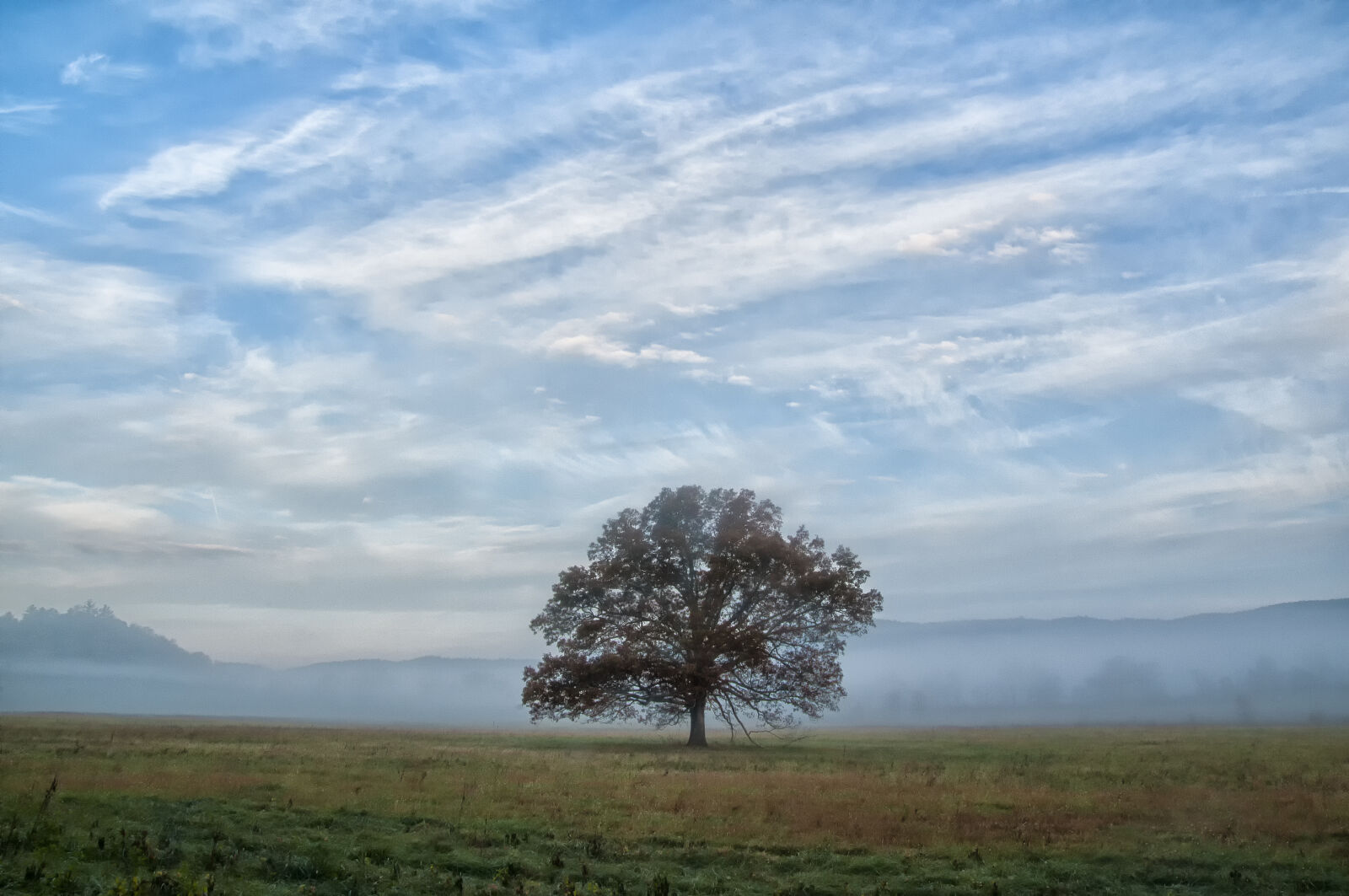 Nikon D300 sample photo. Fall, fog, great, smokey photography