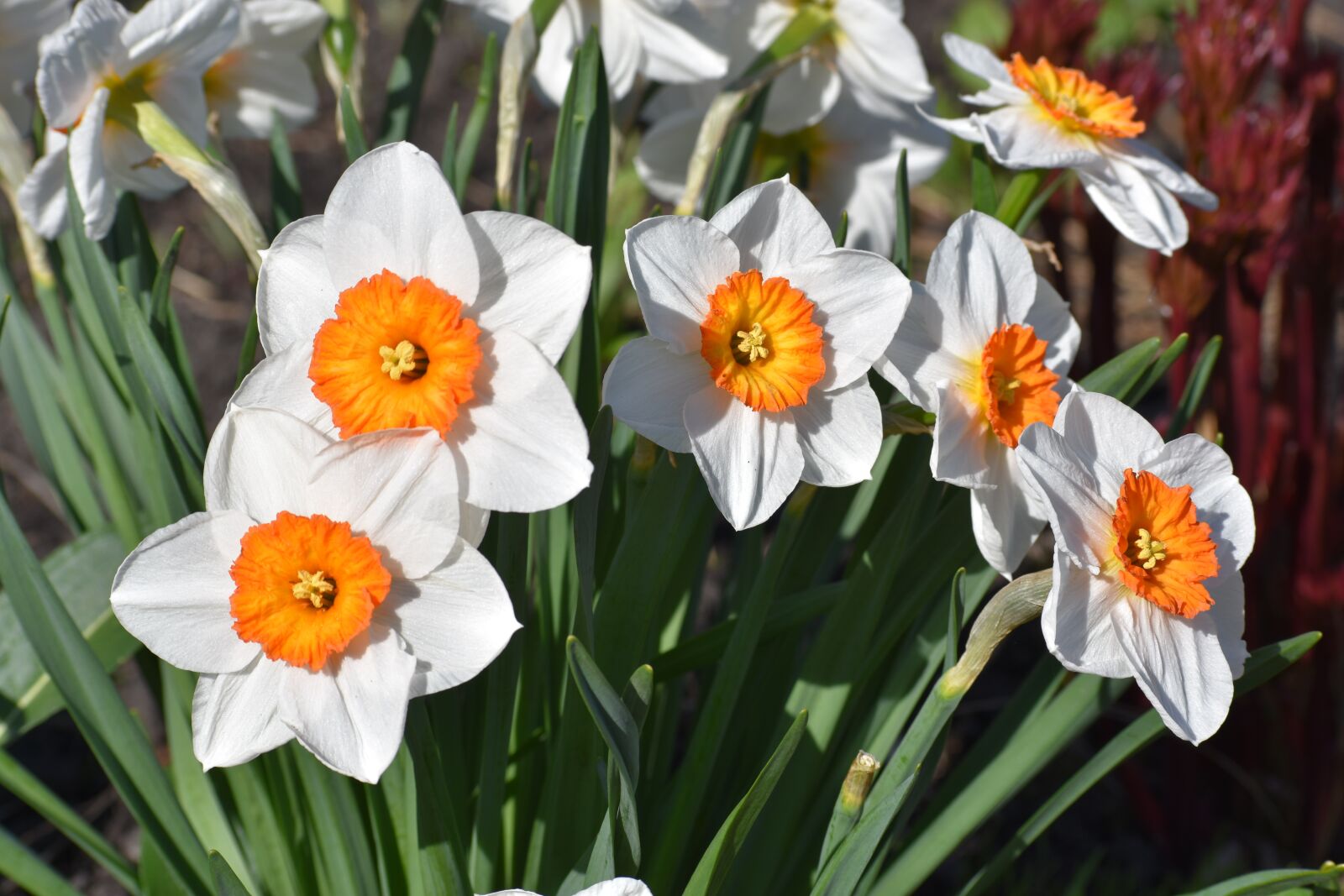 Nikon D3400 sample photo. Narcissus, flowers, bloom photography