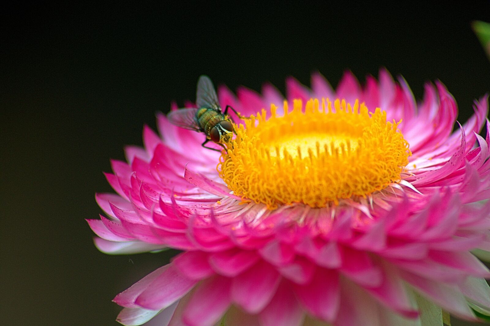 Nikon D3200 sample photo. Macro, fly, flower photography