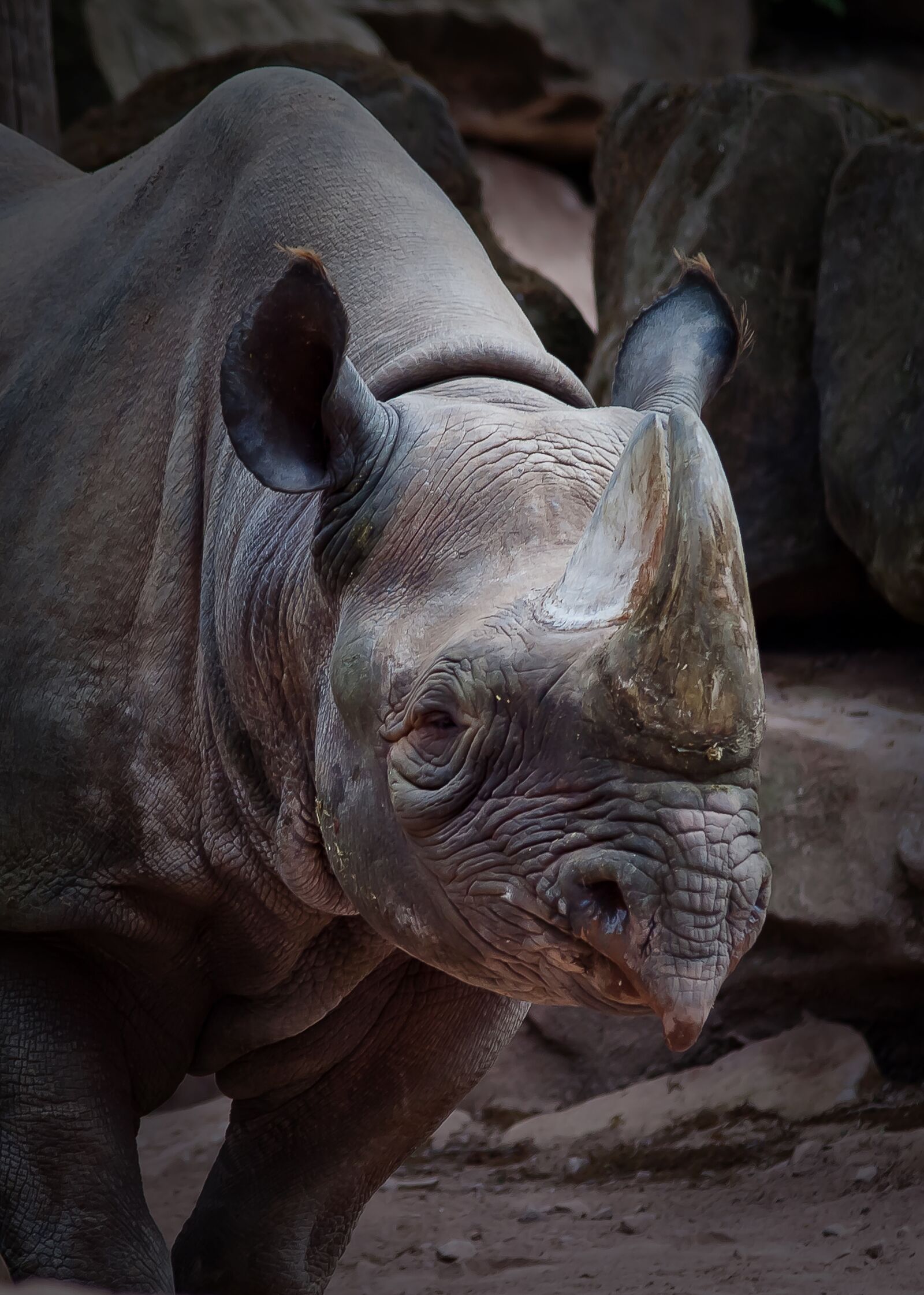 Canon EOS 50D sample photo. Rhino, animal, zoo photography