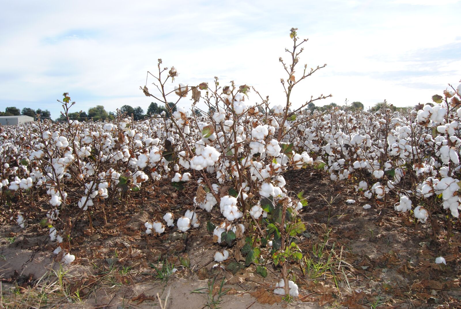 Nikon D3000 sample photo. Cotton, agriculture, field photography