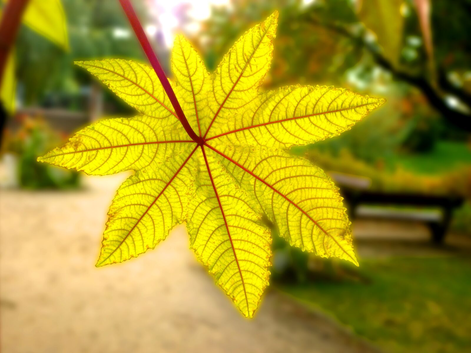 Panasonic DMC-FS37 sample photo. Leaf, gourd, wonder tree photography