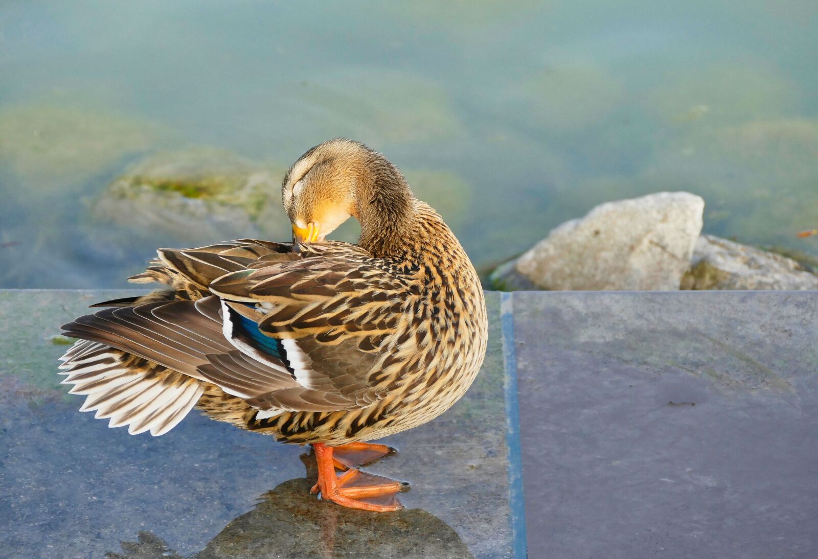 Panasonic Lumix DMC-FZ1000 sample photo. Duck, bird, nature photography