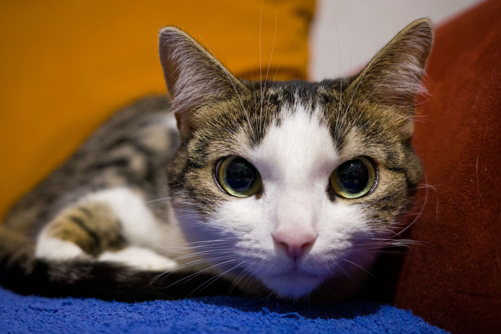Ricoh GR IIIx sample photo. Cat staring photography