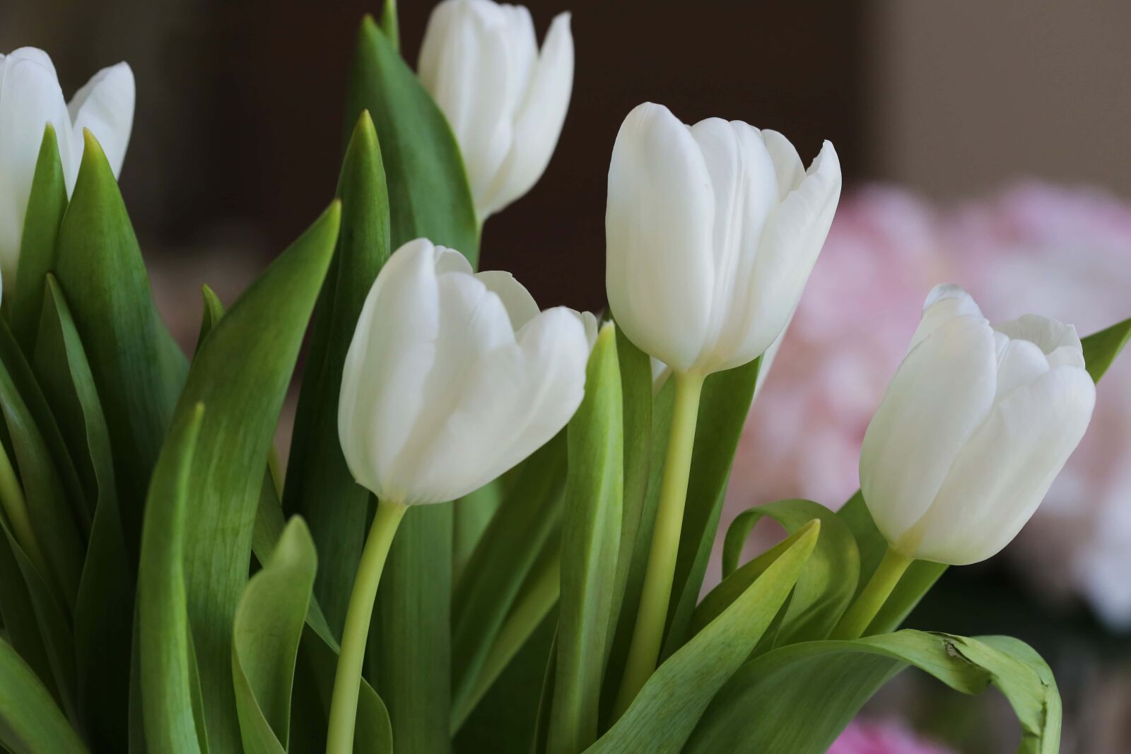 Canon EOS 5D Mark III + Canon EF 100mm F2.8 Macro USM sample photo. Bouquet, tulips, white flower photography