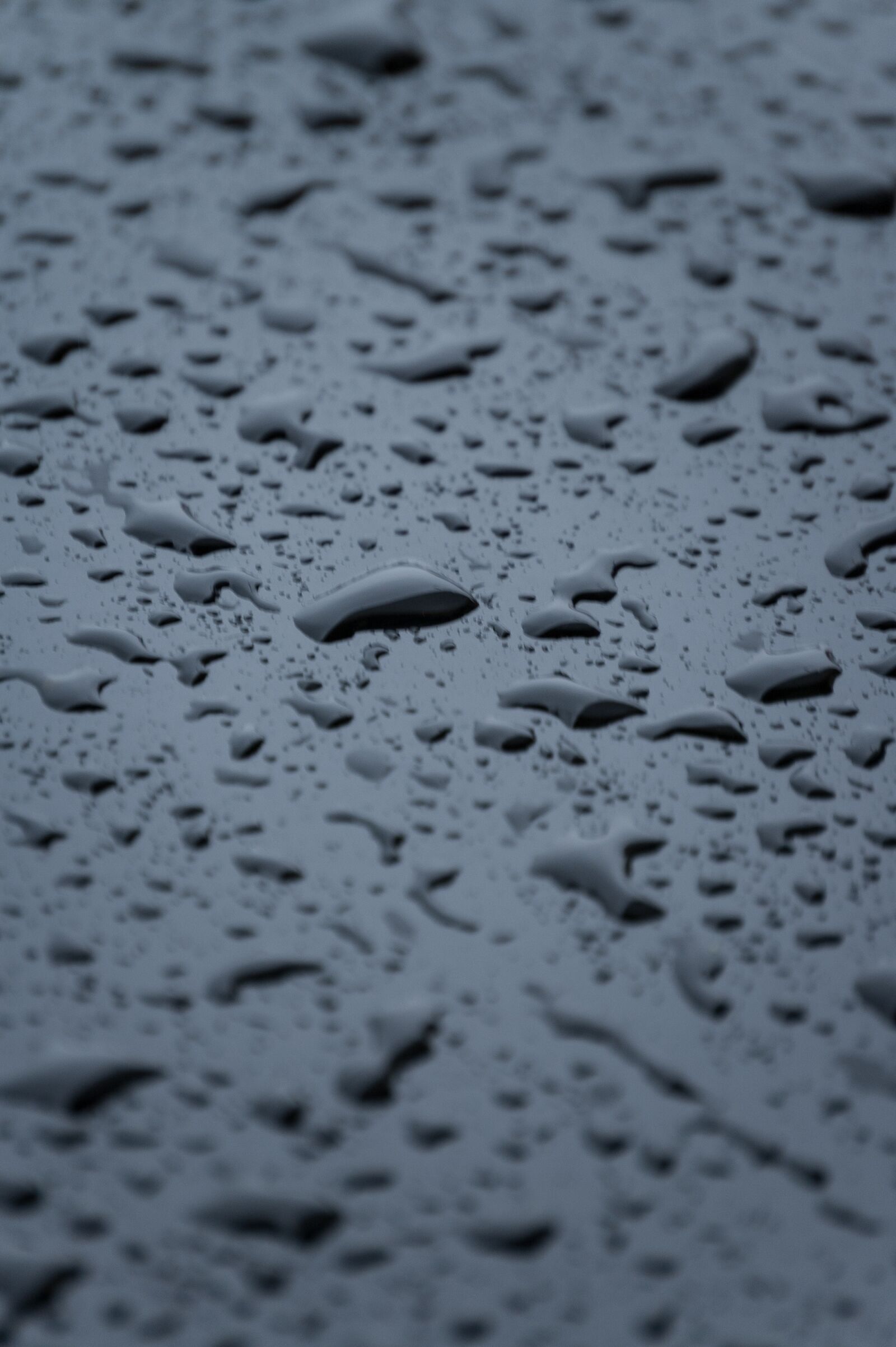 Nikon D70 sample photo. Drops, rain, water photography