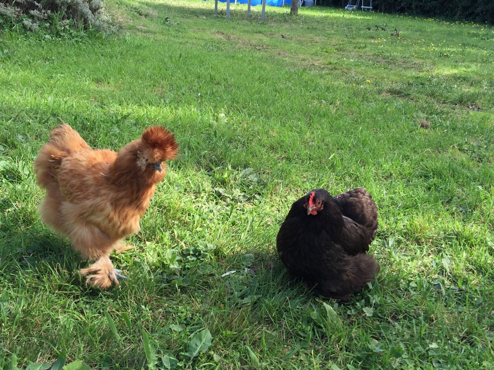 iPhone 6 Plus back camera 4.15mm f/2.2 sample photo. Poules, de, luxe photography