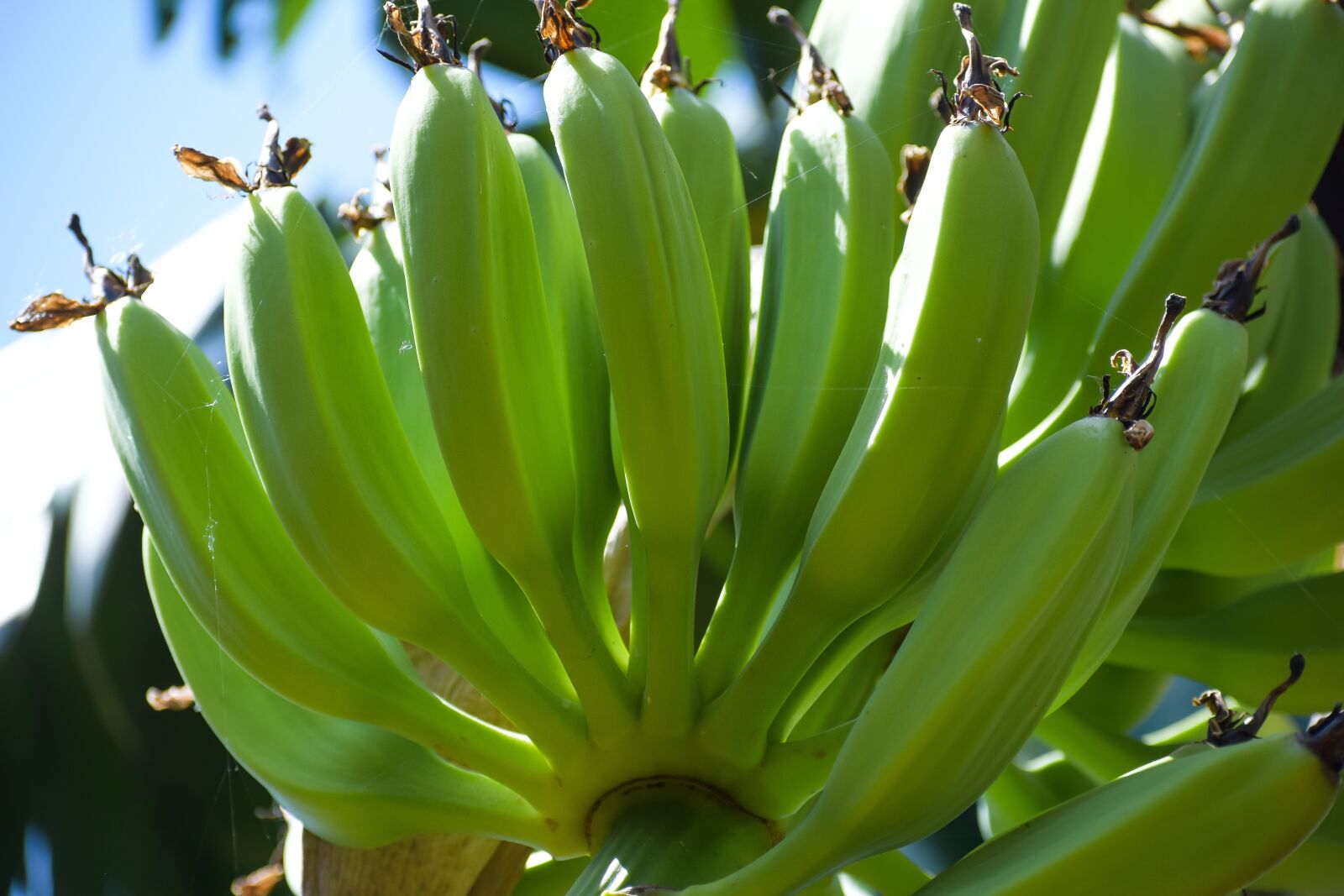 Nikon D3300 sample photo. Bananas, unripe, raw photography