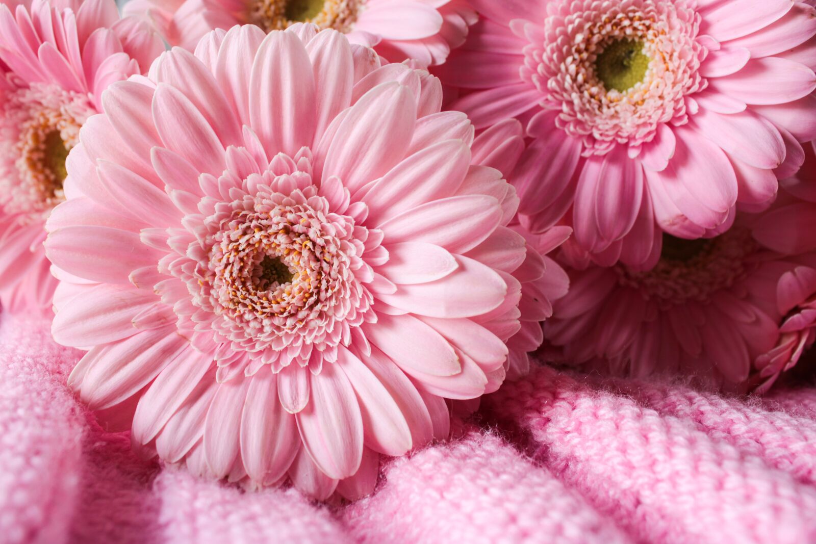Canon EOS 2000D (EOS Rebel T7 / EOS Kiss X90 / EOS 1500D) sample photo. Gerbera, pink, flower photography