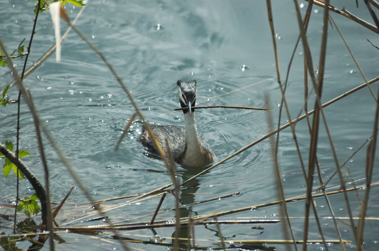 Nikon D70 sample photo. Great crested grebe, waterfowl photography