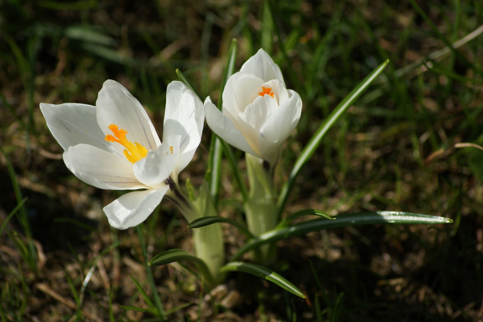 Sony Alpha DSLR-A350 sample photo. Crocus, white, spring photography