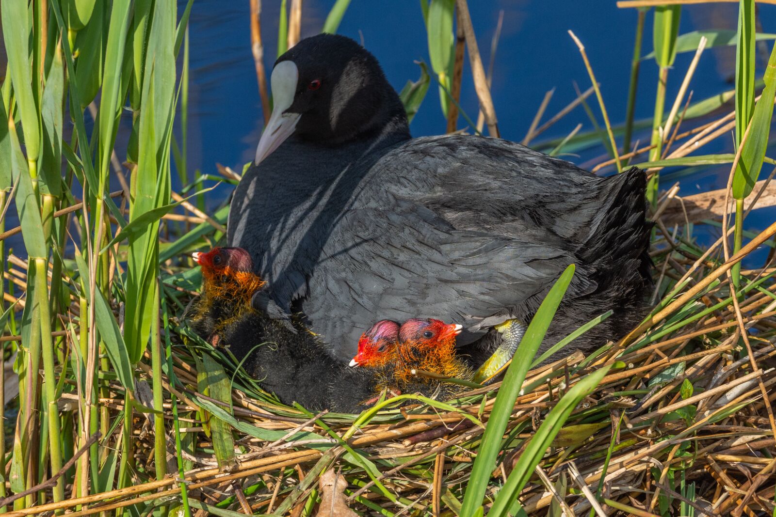 Nikon D7200 sample photo. Coot, bird, breeding photography