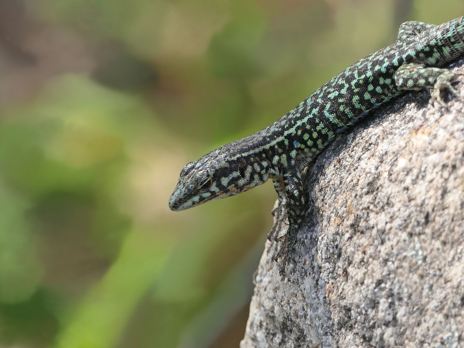 Panasonic Lumix DMC-FZ2500 (Lumix DMC-FZ2000) sample photo. Lizard, green, rock photography