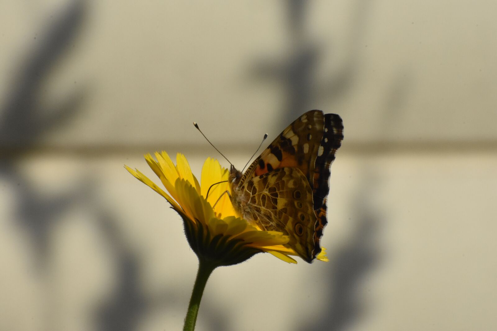 Nikon D3400 sample photo. Calendula, butterfly, bloom photography