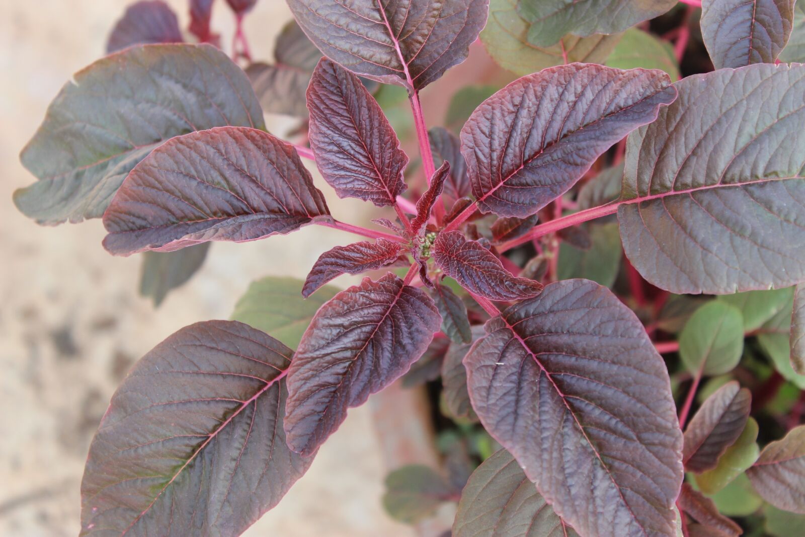 Canon EOS 600D (Rebel EOS T3i / EOS Kiss X5) sample photo. Red amaranth, amaranth, leafy photography