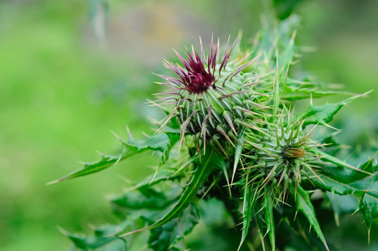 Nikon D5000 sample photo. Flower, prickly, green photography